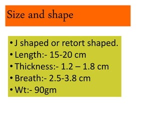 Size and shape
• J shaped or retort shaped.
• Length:- 15-20 cm
• Thickness:- 1.2 – 1.8 cm
• Breath:- 2.5-3.8 cm
• Wt:- 90gm
 