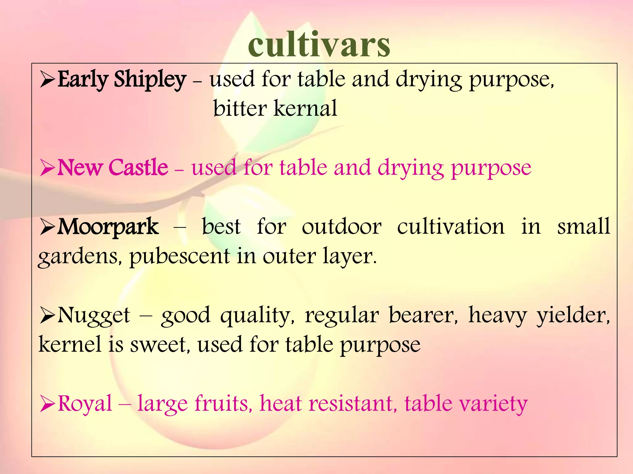 Yield and storage
Yield:
•A 5-year-old tree may provide 35 kg fresh fruits.
Storage:
• Fruits are highly perishable.
•Fruits harvested at optimum maturity can be stored for a week
at 5`C and 85 % relative humidity.
cultivars
Early Shipley - used for table and drying purpose,
bitter kernal
New Castle - used for table and drying purpose
Moorpark – best for outdoor cultivation in small
gardens, pubescent in outer layer.
Nugget – good quality, regular bearer, heavy yielder,
kernel is sweet, used for table purpose
Royal – large fruits, heat resistant, table variety
 