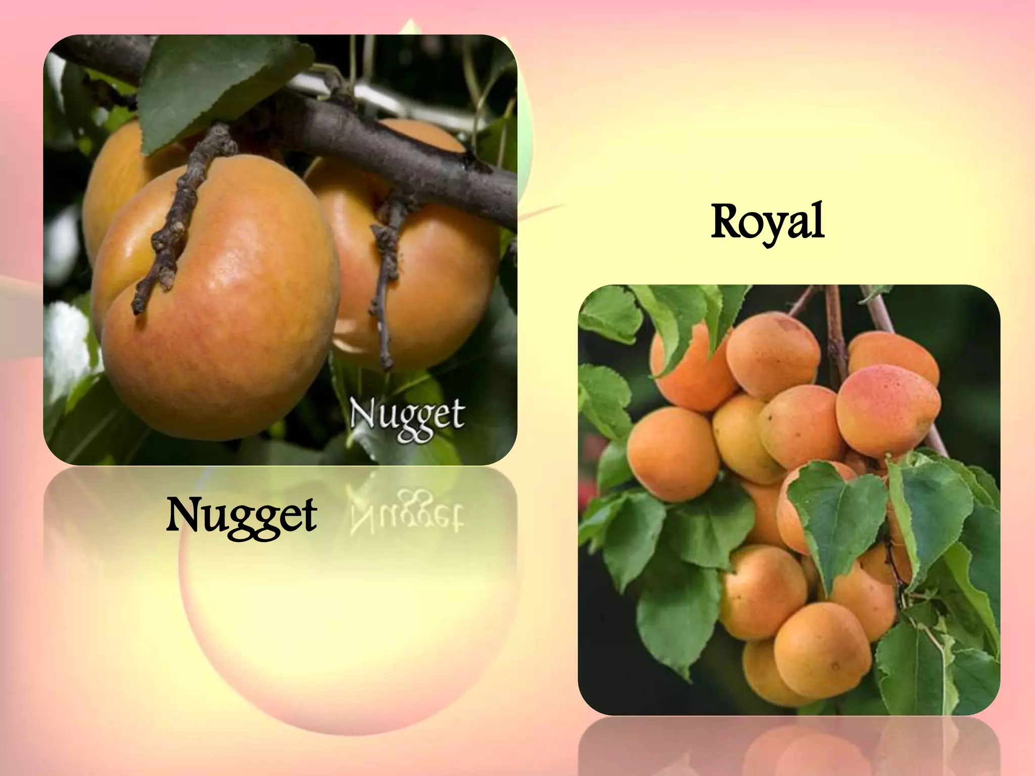 Yield and storage
Yield:
•A 5-year-old tree may provide 35 kg fresh fruits.
Storage:
• Fruits are highly perishable.
•Fruits harvested at optimum maturity can be stored for a week
at 5`C and 85 % relative humidity.
Royal
Nugget
 