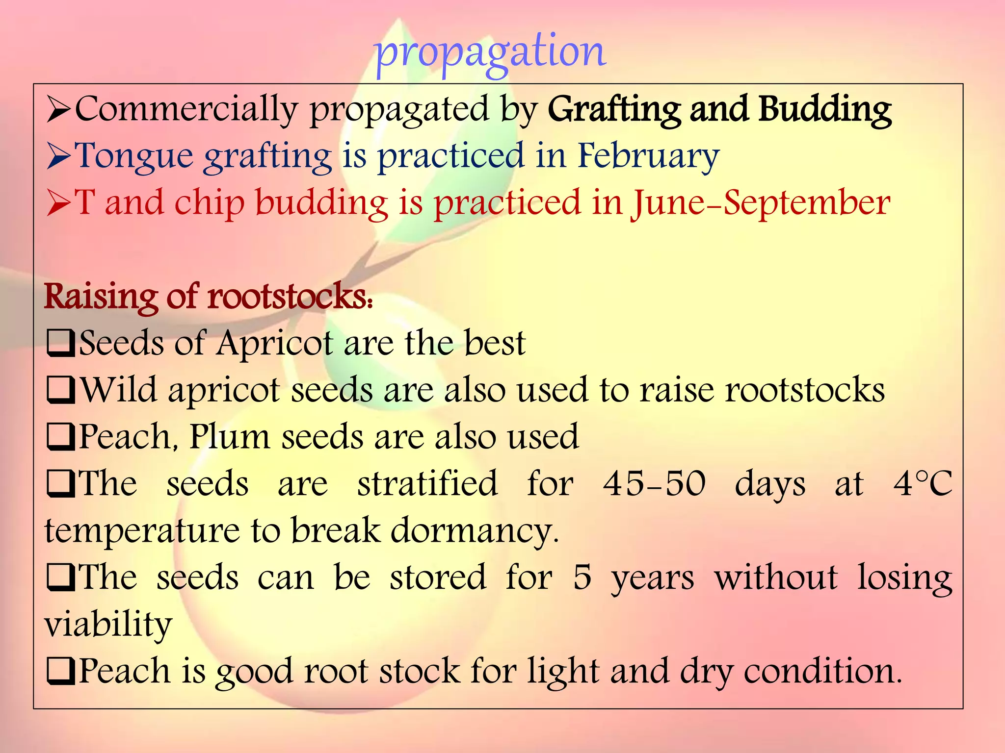 Yield and storage
Yield:
•A 5-year-old tree may provide 35 kg fresh fruits.
Storage:
• Fruits are highly perishable.
•Fruits harvested at optimum maturity can be stored for a week
at 5`C and 85 % relative humidity.
propagation
Commercially propagated by Grafting and Budding
Tongue grafting is practiced in February
T and chip budding is practiced in June-September
Raising of rootstocks:
Seeds of Apricot are the best
Wild apricot seeds are also used to raise rootstocks
Peach, Plum seeds are also used
The seeds are stratified for 45-50 days at 4°C
temperature to break dormancy.
The seeds can be stored for 5 years without losing
viability
Peach is good root stock for light and dry condition.
 