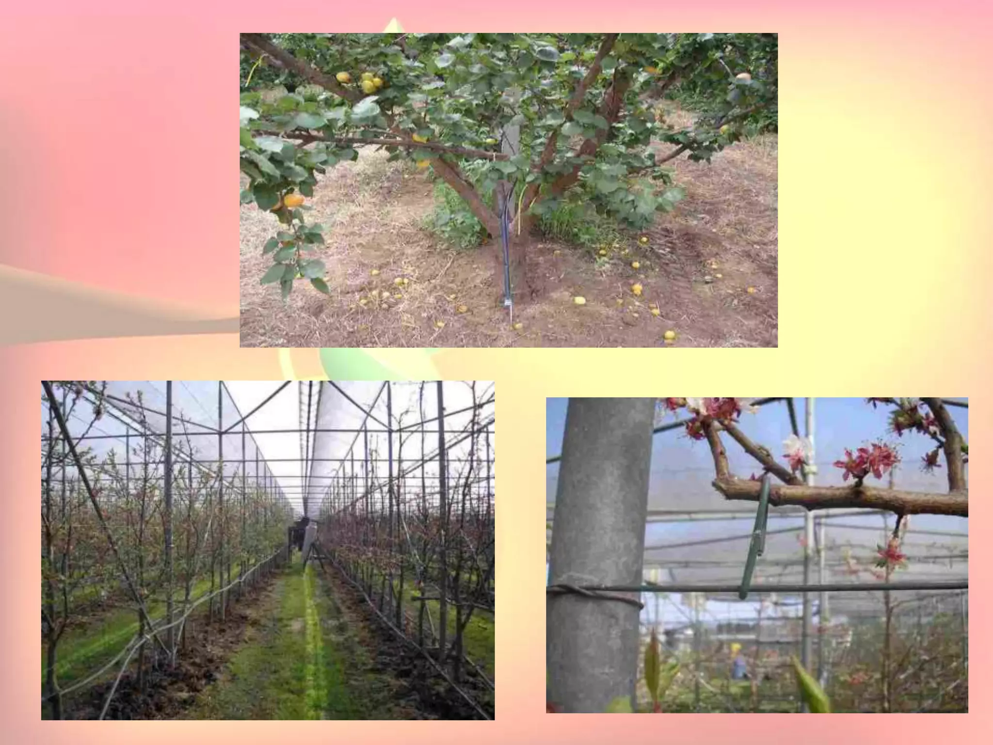 Yield and storage
Yield:
•A 5-year-old tree may provide 35 kg fresh fruits.
Storage:
• Fruits are highly perishable.
•Fruits harvested at optimum maturity can be stored for a week
at 5`C and 85 % relative humidity.
 