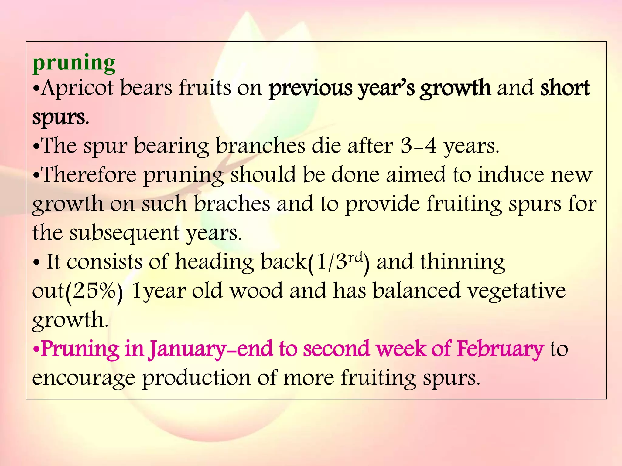 Yield and storage
Yield:
•A 5-year-old tree may provide 35 kg fresh fruits.
Storage:
• Fruits are highly perishable.
•Fruits harvested at optimum maturity can be stored for a week
at 5`C and 85 % relative humidity.
pruning
•Apricot bears fruits on previous year’s growth and short
spurs.
•The spur bearing branches die after 3-4 years.
•Therefore pruning should be done aimed to induce new
growth on such braches and to provide fruiting spurs for
the subsequent years.
• It consists of heading back(1/3rd) and thinning
out(25%) 1year old wood and has balanced vegetative
growth.
•Pruning in January-end to second week of February to
encourage production of more fruiting spurs.
 