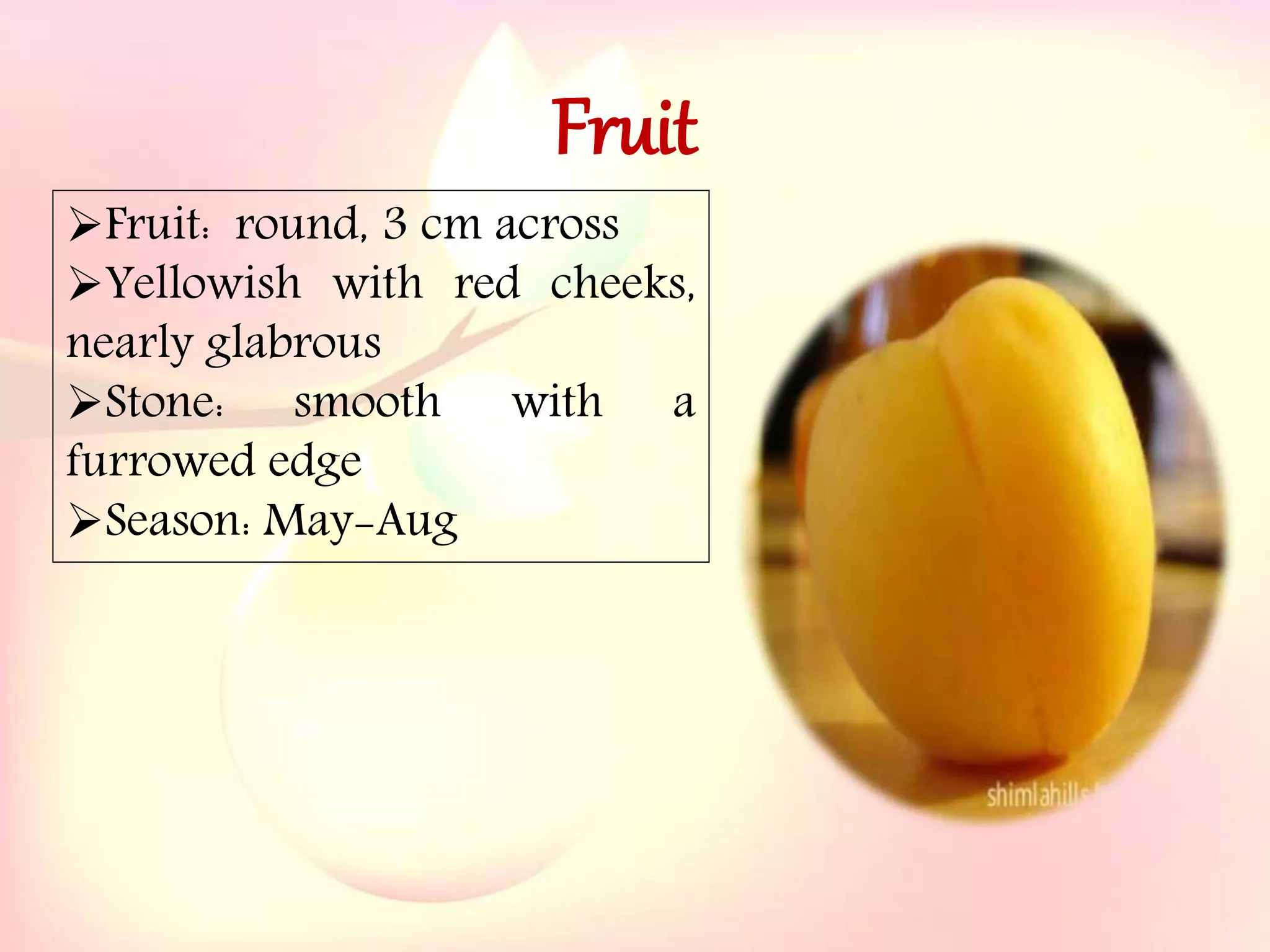 Yield and storage
Yield:
•A 5-year-old tree may provide 35 kg fresh fruits.
Storage:
• Fruits are highly perishable.
•Fruits harvested at optimum maturity can be stored for a week
at 5`C and 85 % relative humidity.
Fruit: round, 3 cm across
Yellowish with red cheeks,
nearly glabrous
Stone: smooth with a
furrowed edge
Season: May-Aug
Fruit
 
