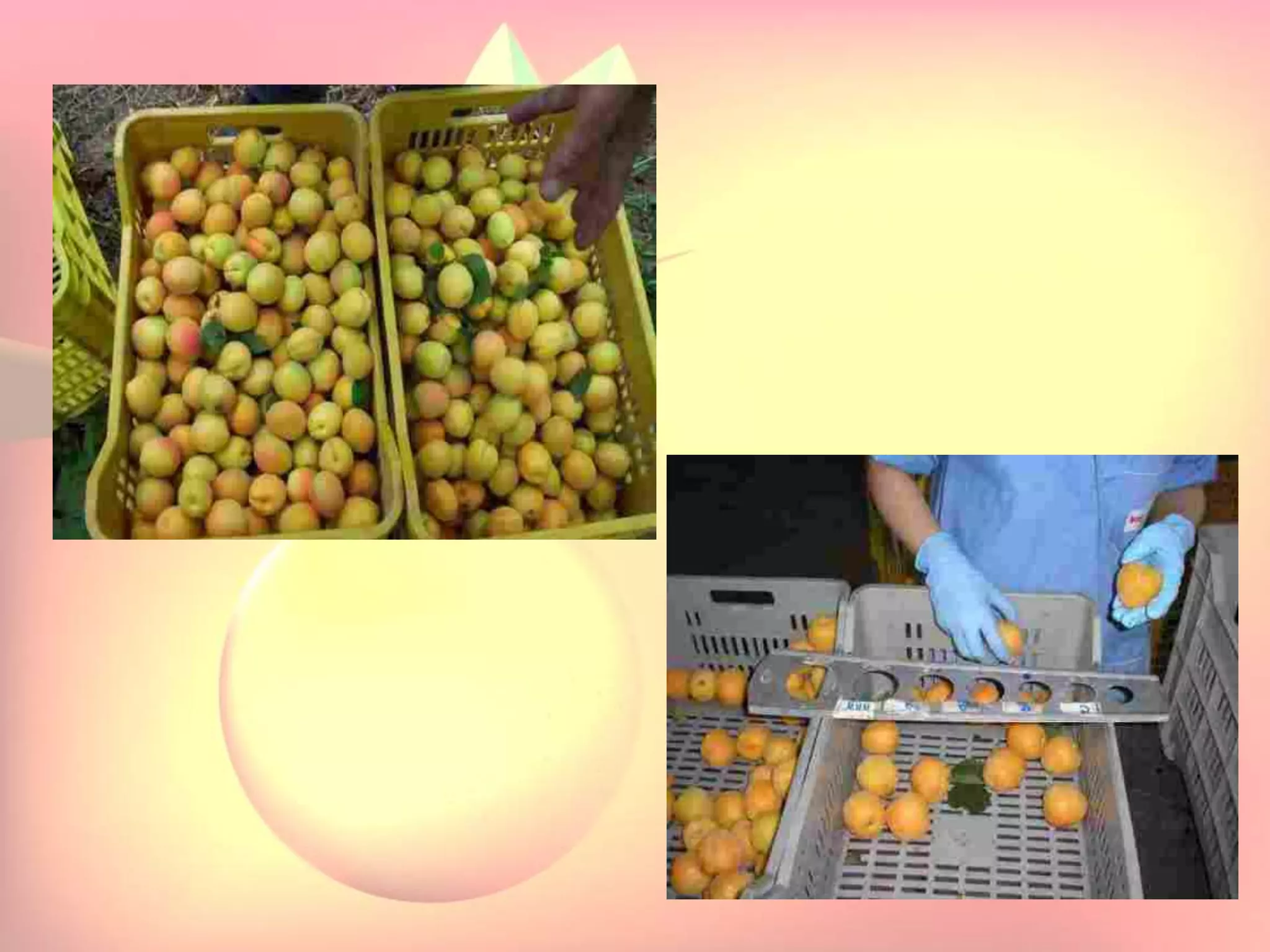 Yield and storage
Yield:
•A 5-year-old tree may provide 35 kg fresh fruits.
Storage:
• Fruits are highly perishable.
•Fruits harvested at optimum maturity can be stored for a week
at 5`C and 85 % relative humidity.
 