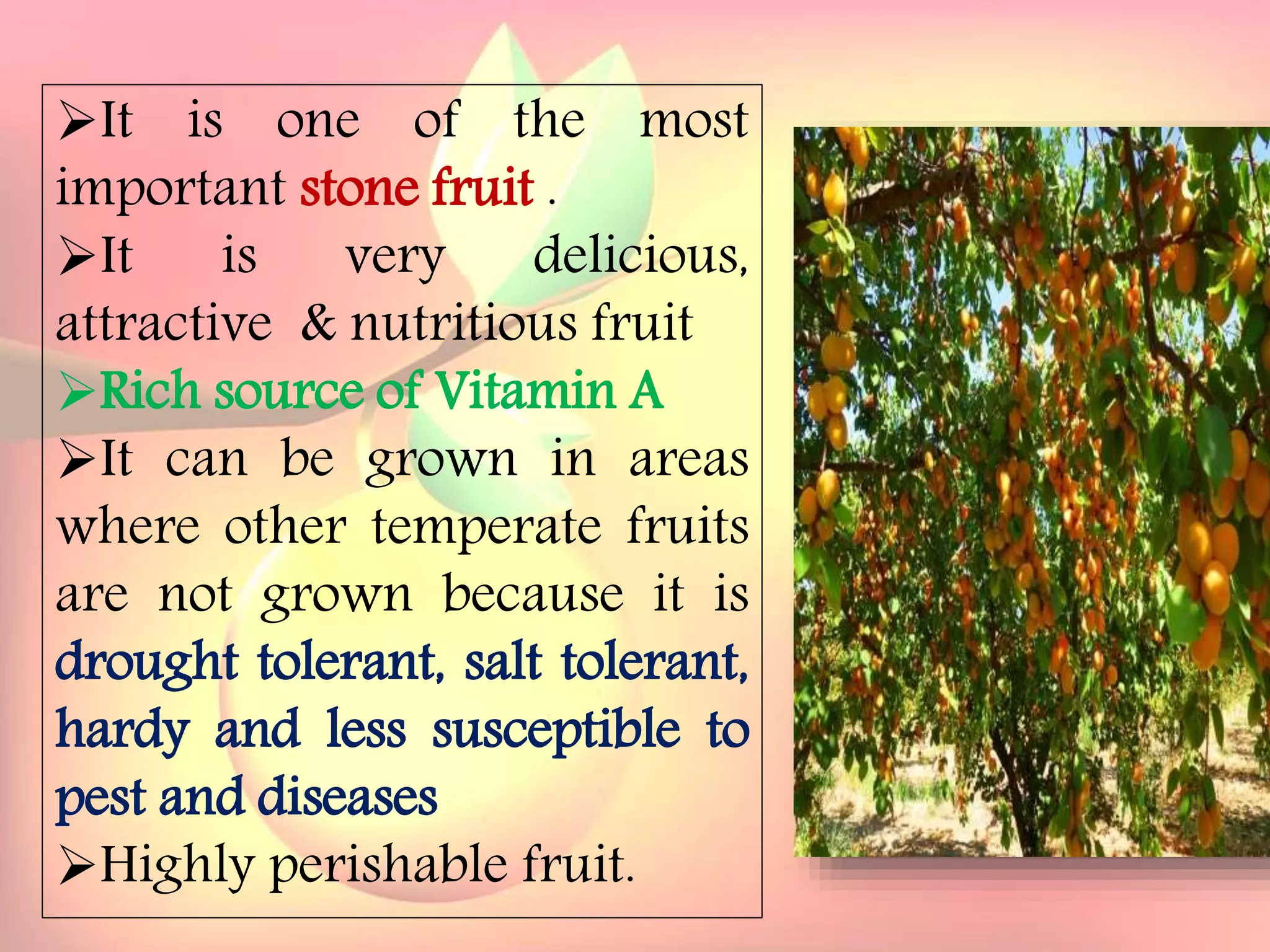 Yield and storage
Yield:
•A 5-year-old tree may provide 35 kg fresh fruits.
Storage:
• Fruits are highly perishable.
•Fruits harvested at optimum maturity can be stored for a week
at 5`C and 85 % relative humidity.
It is one of the most
important stone fruit .
It is very delicious,
attractive & nutritious fruit
Rich source of Vitamin A
It can be grown in areas
where other temperate fruits
are not grown because it is
drought tolerant, salt tolerant,
hardy and less susceptible to
pest and diseases
Highly perishable fruit.
 