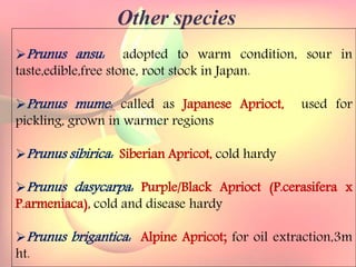 Yield and storage
Yield:
•A 5-year-old tree may provide 35 kg fresh fruits.
Storage:
• Fruits are highly perishable.
•Fruits harvested at optimum maturity can be stored for a week
at 5`C and 85 % relative humidity.
Other species
Prunus ansu: adopted to warm condition, sour in
taste,edible,free stone, root stock in Japan.
Prunus mume: called as Japanese Aprioct, used for
pickling, grown in warmer regions
Prunus sibirica: Siberian Apricot, cold hardy
Prunus dasycarpa: Purple/Black Aprioct (P.cerasifera x
P.armeniaca), cold and disease hardy
Prunus brigantica: Alpine Apricot; for oil extraction,3m
ht.
 