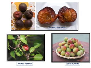 Prunus dasycarpa:
Prunus mumePrunus sibirica
 
