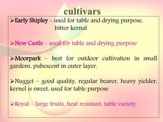Yield and storage
Yield:
•A 5-year-old tree may provide 35 kg fresh fruits.
Storage:
• Fruits are highly perishable.
•Fruits harvested at optimum maturity can be stored for a week
at 5`C and 85 % relative humidity.
cultivars
Early Shipley - used for table and drying purpose,
bitter kernal
New Castle - used for table and drying purpose
Moorpark – best for outdoor cultivation in small
gardens, pubescent in outer layer.
Nugget – good quality, regular bearer, heavy yielder,
kernel is sweet, used for table purpose
Royal – large fruits, heat resistant, table variety
 