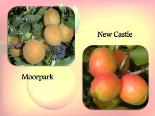 Yield and storage
Yield:
•A 5-year-old tree may provide 35 kg fresh fruits.
Storage:
• Fruits are highly perishable.
•Fruits harvested at optimum maturity can be stored for a week
at 5`C and 85 % relative humidity.
Moorpark
New Castle
 