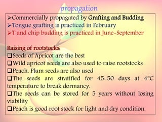 Yield and storage
Yield:
•A 5-year-old tree may provide 35 kg fresh fruits.
Storage:
• Fruits are highly perishable.
•Fruits harvested at optimum maturity can be stored for a week
at 5`C and 85 % relative humidity.
propagation
Commercially propagated by Grafting and Budding
Tongue grafting is practiced in February
T and chip budding is practiced in June-September
Raising of rootstocks:
Seeds of Apricot are the best
Wild apricot seeds are also used to raise rootstocks
Peach, Plum seeds are also used
The seeds are stratified for 45-50 days at 4°C
temperature to break dormancy.
The seeds can be stored for 5 years without losing
viability
Peach is good root stock for light and dry condition.
 