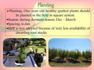 Yield and storage
Yield:
•A 5-year-old tree may provide 35 kg fresh fruits.
Storage:
• Fruits are highly perishable.
•Fruits harvested at optimum maturity can be stored for a week
at 5`C and 85 % relative humidity.
Planting: One-year-old healthy grafted plants should
be planted in the field in square system.
Season: during dormant season, Dec – March
Spacing: 6×6m
HDP is less adopted because of very less availability of
dwarfing root stocks.
Planting
 