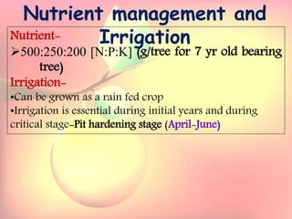 Yield and storage
Yield:
•A 5-year-old tree may provide 35 kg fresh fruits.
Storage:
• Fruits are highly perishable.
•Fruits harvested at optimum maturity can be stored for a week
at 5`C and 85 % relative humidity.
Nutrient-
500:250:200 [N:P:K] (g/tree for 7 yr old bearing
tree)
Irrigation-
•Can be grown as a rain fed crop
•Irrigation is essential during initial years and during
critical stage-Pit hardening stage (April-June)
Nutrient management and
Irrigation
 