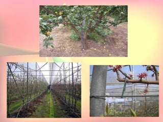 Yield and storage
Yield:
•A 5-year-old tree may provide 35 kg fresh fruits.
Storage:
• Fruits are highly perishable.
•Fruits harvested at optimum maturity can be stored for a week
at 5`C and 85 % relative humidity.
 