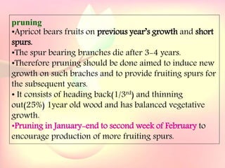 Yield and storage
Yield:
•A 5-year-old tree may provide 35 kg fresh fruits.
Storage:
• Fruits are highly perishable.
•Fruits harvested at optimum maturity can be stored for a week
at 5`C and 85 % relative humidity.
pruning
•Apricot bears fruits on previous year’s growth and short
spurs.
•The spur bearing branches die after 3-4 years.
•Therefore pruning should be done aimed to induce new
growth on such braches and to provide fruiting spurs for
the subsequent years.
• It consists of heading back(1/3rd) and thinning
out(25%) 1year old wood and has balanced vegetative
growth.
•Pruning in January-end to second week of February to
encourage production of more fruiting spurs.
 