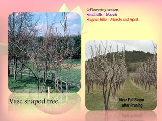 Yield and storage
Yield:
•A 5-year-old tree may provide 35 kg fresh fruits.
Storage:
• Fruits are highly perishable.
•Fruits harvested at optimum maturity can be stored for a week
at 5`C and 85 % relative humidity.
Vase shaped tree
Flowering season,
•mid hills - March
•higher hills - March and April.
 