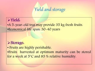 Yield and storage
Yield:
•A 5-year-old tree may provide 35 kg fresh fruits.
Storage:
• Fruits are highly perishable.
•Fruits harvested at optimum maturity can be stored for a week
at 5`C and 85 % relative humidity.
Yield and storage
Yield:
•A 5-year-old tree may provide 35 kg fresh fruits.
•Economical life span: 30-40 years
Storage:
• Fruits are highly perishable.
•Fruits harvested at optimum maturity can be stored
for a week at 5°C and 85 % relative humidity.
 