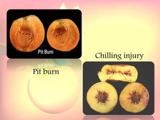 Yield and storage
Yield:
•A 5-year-old tree may provide 35 kg fresh fruits.
Storage:
• Fruits are highly perishable.
•Fruits harvested at optimum maturity can be stored for a week
at 5`C and 85 % relative humidity.
Pit burn
Chilling injury
 