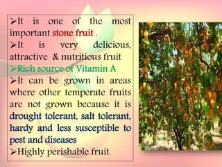 Yield and storage
Yield:
•A 5-year-old tree may provide 35 kg fresh fruits.
Storage:
• Fruits are highly perishable.
•Fruits harvested at optimum maturity can be stored for a week
at 5`C and 85 % relative humidity.
It is one of the most
important stone fruit .
It is very delicious,
attractive & nutritious fruit
Rich source of Vitamin A
It can be grown in areas
where other temperate fruits
are not grown because it is
drought tolerant, salt tolerant,
hardy and less susceptible to
pest and diseases
Highly perishable fruit.
 