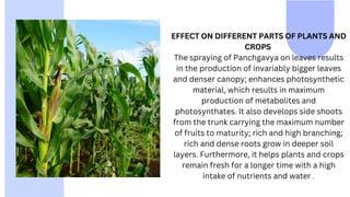 EFFECT ON DIFFERENT PARTS OF PLANTS AND
CROPS
The spraying of Panchgavya on leaves results
in the production of invariably bigger leaves
and denser canopy; enhances photosynthetic
material, which results in maximum
production of metabolites and
photosynthates. It also develops side shoots
from the trunk carrying the maximum number
of fruits to maturity; rich and high branching;
rich and dense roots grow in deeper soil
layers. Furthermore, it helps plants and crops
remain fresh for a longer time with a high
intake of nutrients and water .
 