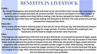 BENEFITS IN LIVESTOCK
COWS :
By mixing Panchagavya with animal feed and water at the rate of 100 ml per cow per day, cows become
healthier with increased milk yield, fat content and SNF. The rate of conception increased. Instead of
spraying urea on paddy straw (hay) before staking, a few farmers sprayed the 3 percent solution of
Panchagavya, layer after layer during the staking and allowed it to ferment. The cows preferred such hay
compared to unsprayed hay stock.
POULTRY :
When mixed with the feed or drinking water at the rate of 1 ml per bird per day, the birds became disease-
free and healthy. They laid bigger eggs for longer periods. In broiler chickens the weight gain was
impressive and the feed-to-weight conversion ratio improved.
FISH :
Panchagavya was applied daily with fresh cow dung in fish ponds. It increased the growth of algae, weeds
and small worms in the pond, thus increasing the food availability to fish. The only precaution is that fresh
water must be added to the ponds at frequent intervals. Otherwise, the growth of algae, weeds and other
organisms will compete with the fish for available soluble oxygen in water. Alternatively, mechanical
agitators can also be used to increase the oxygen content in the water. In ten months time each fish grew
to a weight of 2 to 3 kgs. With reduced death rate of small fingerlings and increased weight of marketable
fish, the fisheries became more profitable.
 