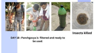DAY 18 : Panchgavya is filtered and ready to
be used.
Insects killed
 