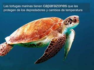 Las tortugas marinas tienen caparazones que las
protegen de los depredadores y cambios de temperatura