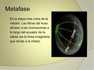 Metafase 
 Es la etapa más corta de la 
 mitosis. Las fibras del huso 
 alinean a los cromosomas a 
 lo largo del ecuador de la 
 célula (es la línea imaginaria 
 que divide a la mitad). 
 