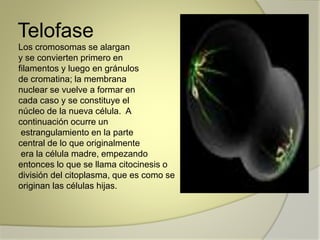 Telofase 
Los cromosomas se alargan 
y se convierten primero en 
filamentos y luego en gránulos 
de cromatina; la membrana 
nuclear se vuelve a formar en 
cada caso y se constituye el 
núcleo de la nueva célula. A 
continuación ocurre un 
estrangulamiento en la parte 
central de lo que originalmente 
era la célula madre, empezando 
entonces lo que se llama citocinesis o 
división del citoplasma, que es como se 
originan las células hijas. 
 