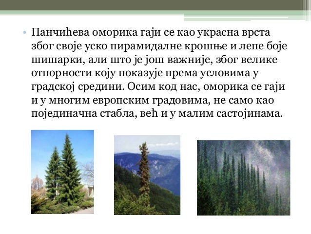 Панчићева оморика - Т.Ворковић