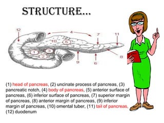 Structure...




(1) head of pancreas, (2) uncinate process of pancreas, (3)
pancreatic notch, (4) body of pancreas, (5) anterior surface of
pancreas, (6) inferior surface of pancreas, (7) superior margin
of pancreas, (8) anterior margin of pancreas, (9) inferior
margin of pancreas, (10) omental tuber, (11) tail of pancreas,
(12) duodenum
 