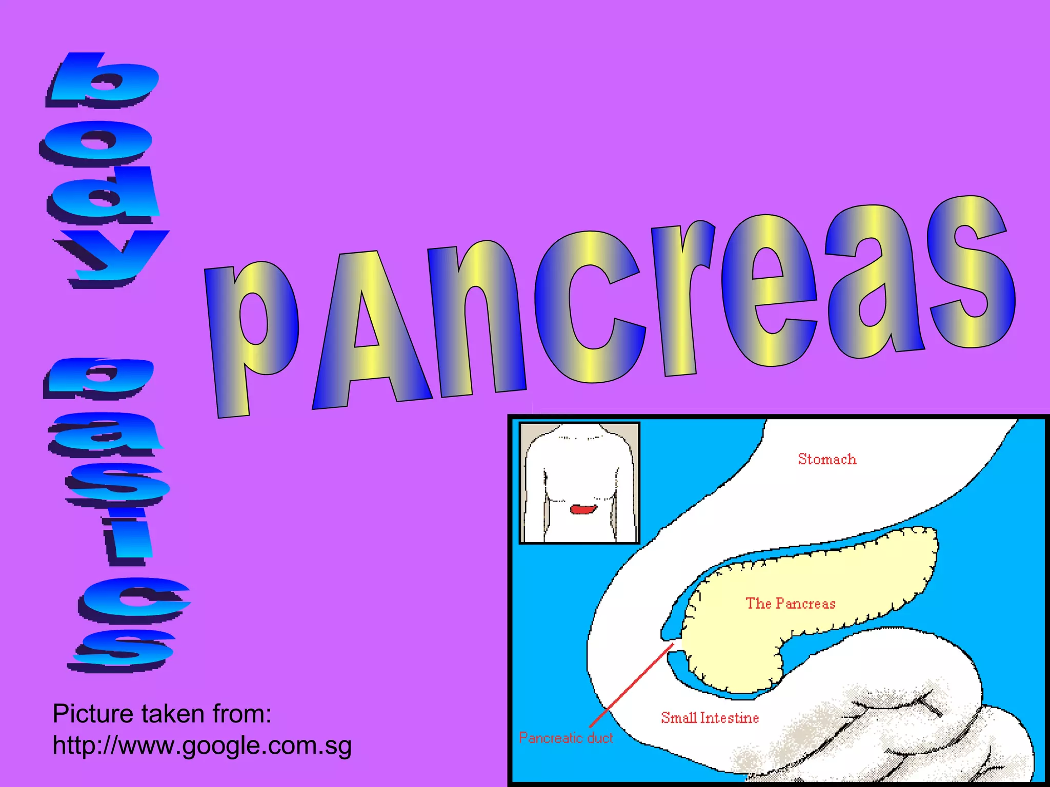 Pancreas