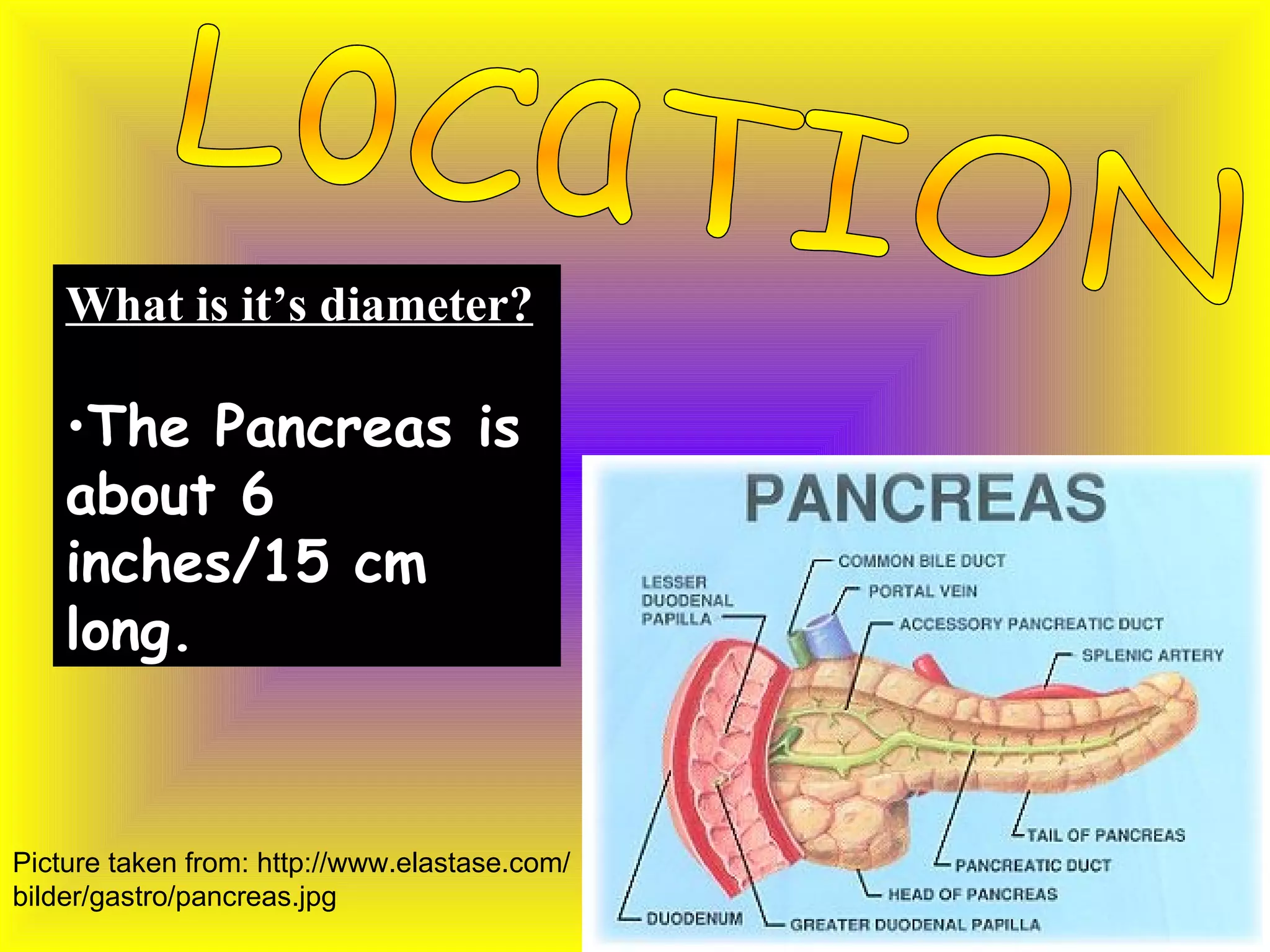 Pancreas