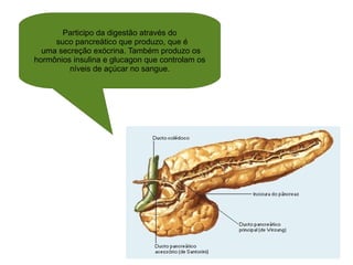 Participo da digestão através do suco pancreático que produzo, que é  uma secreção exócrina. Também produzo os  hormônios insulina e glucagon que controlam os níveis de açúcar no sangue. 