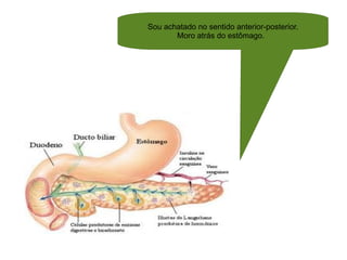 Sou achatado no sentido anterior-posterior. Moro atrás do estômago.  