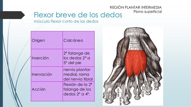 Flexor Corto De Los Dedos Del Pie