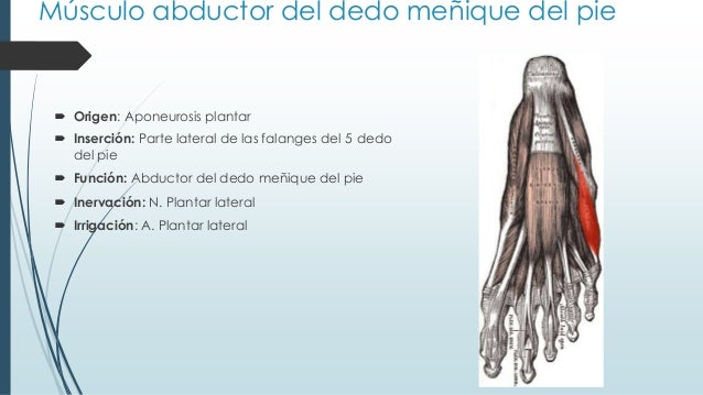 Músculos del pie