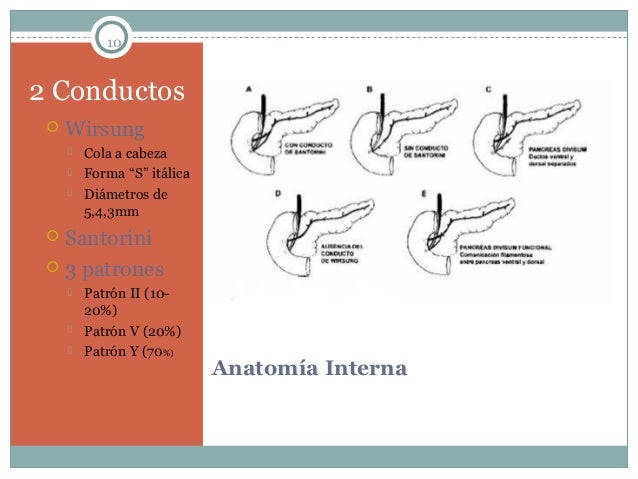 Anatomia de Pancreas