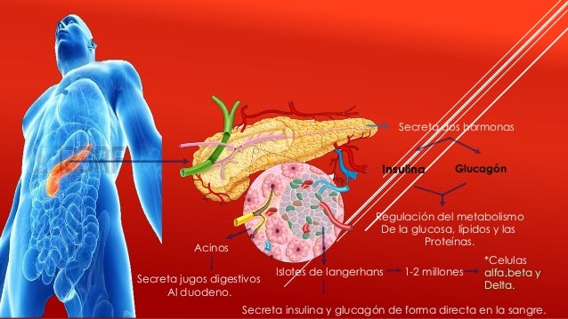 Pancreas Insulina y Glucagon