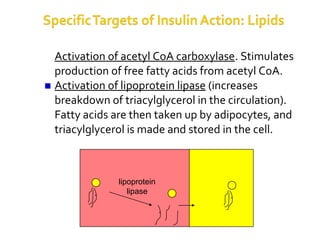 Activation of acetyl CoA carboxylase. Stimulates
production of free fatty acids from acetyl CoA.
Activation of lipoprotein lipase (increases
breakdown of triacylglycerol in the circulation).
Fatty acids are then taken up by adipocytes, and
triacylglycerol is made and stored in the cell.
lipoprotein
lipase
 