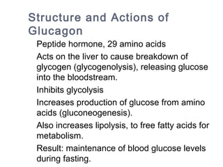 Structure and Actions of
Glucagon
Peptide hormone, 29 amino acids
Acts on the liver to cause breakdown of
glycogen (glycogenolysis), releasing glucose
into the bloodstream.
Inhibits glycolysis
Increases production of glucose from amino
acids (gluconeogenesis).
Also increases lipolysis, to free fatty acids for
metabolism.
Result: maintenance of blood glucose levels
during fasting.
 