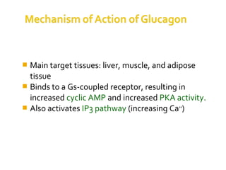  Main target tissues: liver, muscle, and adipose
tissue
 Binds to a Gs-coupled receptor, resulting in
increased cyclic AMP and increased PKA activity.
 Also activates IP3 pathway (increasing Ca++
)
 