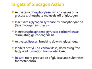  Activates a phosphorylase, which cleaves off a
glucose 1-phosphate molecule off of glycogen.
 Inactivates glycogen synthase by phosphorylation
(less glycogen synthesis).
 Increases phosphoenolpyruvate carboxykinase,
stimulating gluconeogenesis.
 Activates lipases, breaking down triglycerides.
 Inhibits acetyl CoA carboxylase, decreasing free
fatty acid formation from acetyl CoA.
 Result: more production of glucose and substrates
for metabolism
 