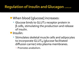 When blood [glucose] increases:
 Glucose binds to GLUT2 receptor protein in
β cells, stimulating the production and release
of insulin.
 Insulin:
 Stimulates skeletal muscle cells and adipocytes
to incorporate GLUT4 (glucose facilitated
diffusion carrier) into plasma membranes.
▪ Promotes anabolism.
 
