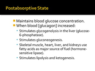  Maintains blood glucose concentration.
 When blood [glucagon] increased:
 Stimulates glycogenolysis in the liver (glucose-
6-phosphatase).
 Stimulates gluconeogenesis.
 Skeletal muscle, heart, liver, and kidneys use
fatty acids as major source of fuel (hormone-
sensitive lipase).
 Stimulates lipolysis and ketogenesis.
 