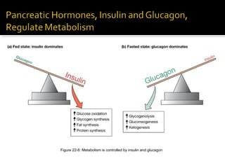 Figure 22-8: Metabolism is controlled by insulin and glucagon
 