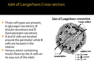  Three cell types are present,
A (glucagon secretion), B
(Insulin secretion) and D
(Somatostatin secretion)
 A and D cells are located
around the perimeter while B
cells are located in the
interior
 Venous return containing
insulin flows by the A cells on
its way out of the islets
 
