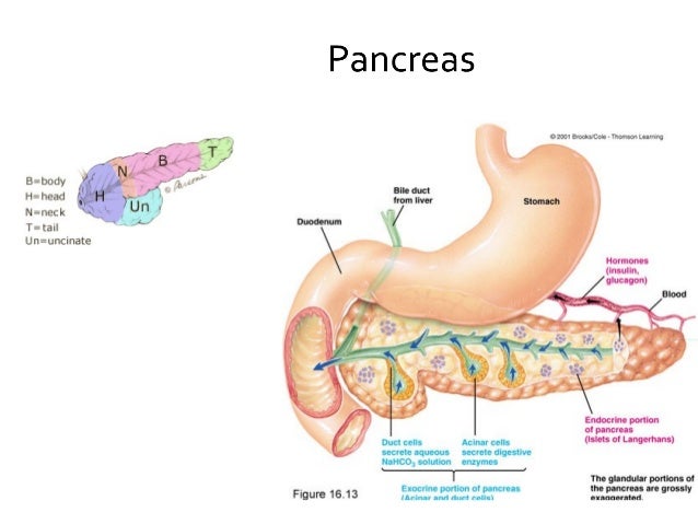 Pancreas