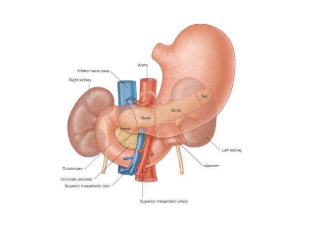 Pancreas