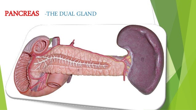 Pancreas as endocrine function