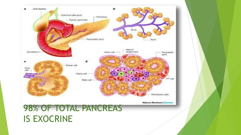 Pancreas as endocrine function